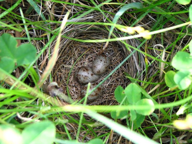 0F bobolink nest