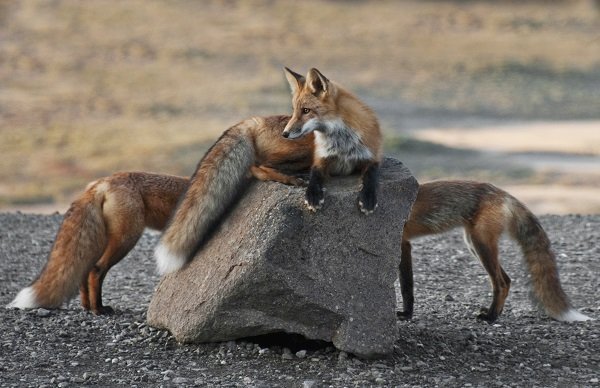 group of red foxes
