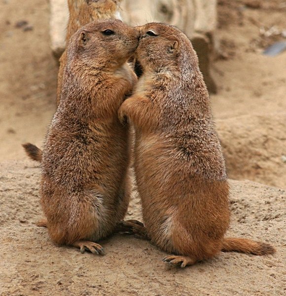 6 - Prairie Dogs 2