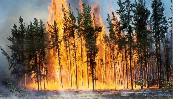 7 - Prescribed burns