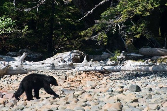 A black bear on Moresby?. Gwaii Haanas, Haida Gwaii, British Columbia, Canada.