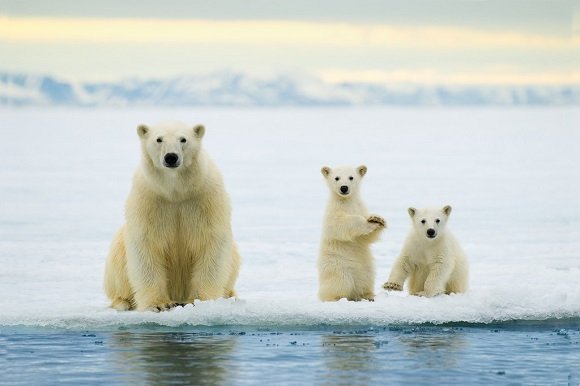 Polar bear 167.dng