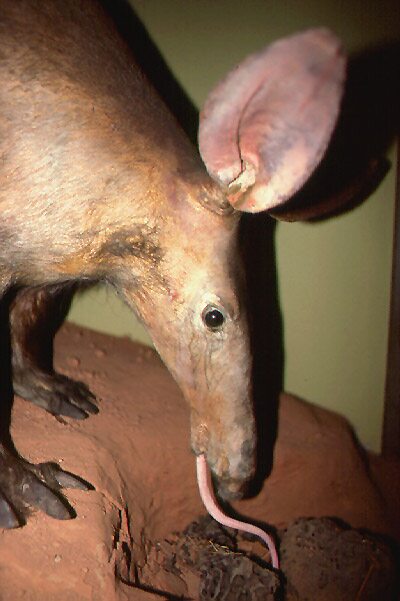 Aardvark_tongue2