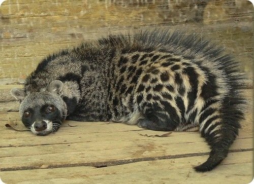 African civet African civet