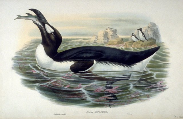 Alca_Impennis_by_John_Gould Great Auk drawing extinct penguin