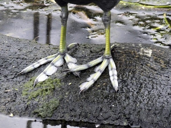 American coot (fulica Americana) legs