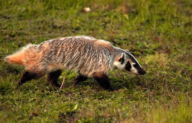 American badger