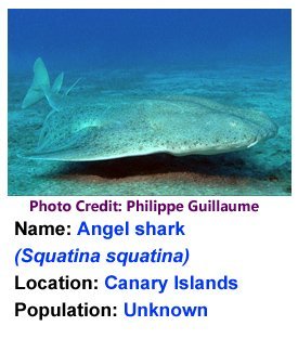 Angel_shark_Philippe_Guillaume