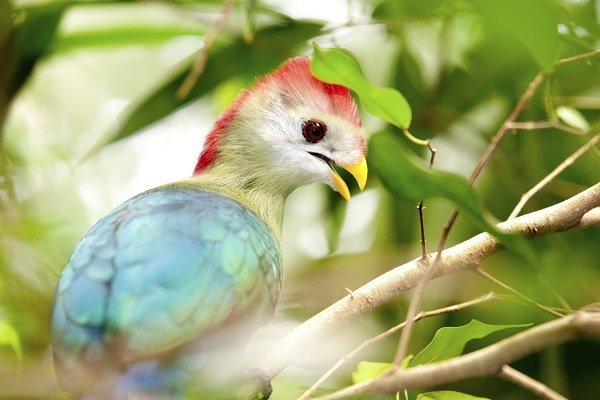 Red Crested Turaco