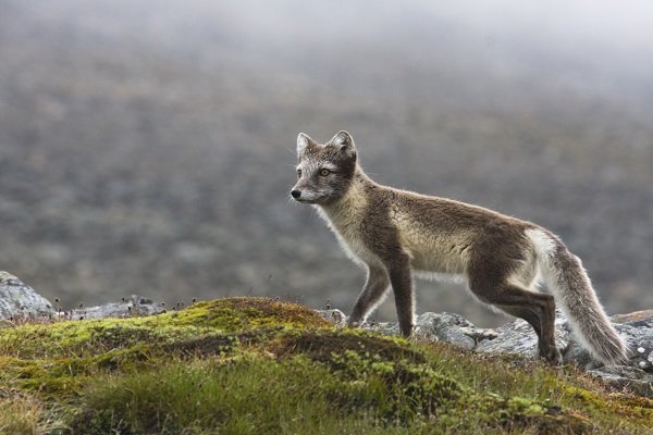 Arctic fox