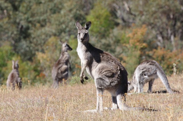 Australian_grey_kangaroo