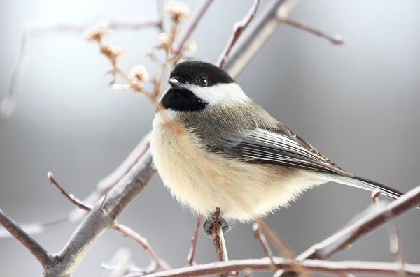 Black capped chickadee Black capped chickadee