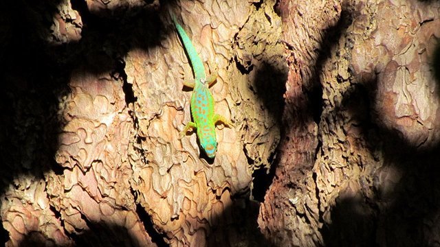 Blue_tailed_gecko_Josh_Noseworthy