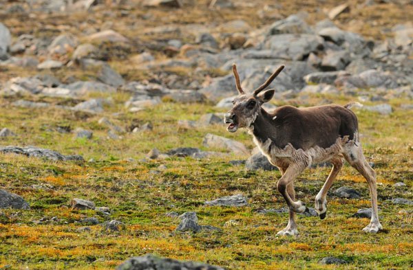 Caribou Nakvak (c) Parks Canada, D. Whitaker, Torngat Mounatins National Park