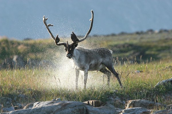 Caribou (c) Parks Canada, H. Wittenborn, Torngat Mountains National Park
