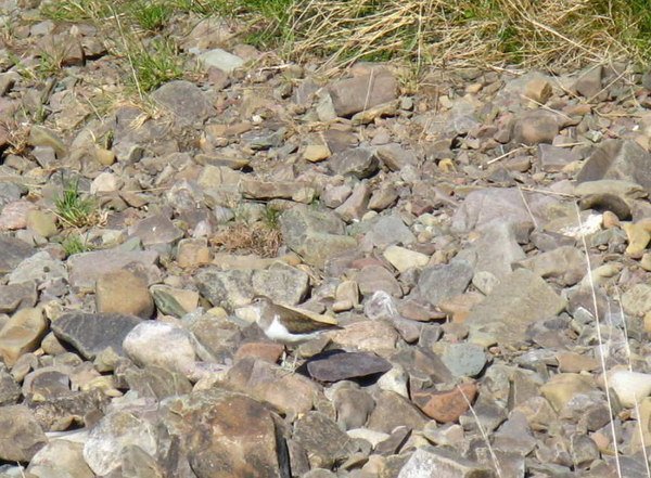 Animal Camouflage 2
