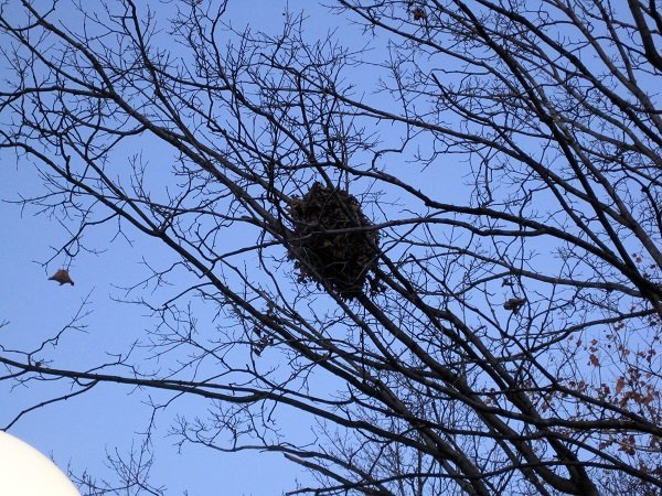 Squirrel Leaf Ball