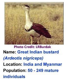 Great_Indian_Bustard_LRBurdak