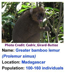 Greater_Bamboo_Lemur_Cedric_Girard-Buttoz
