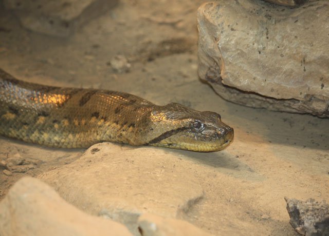 Green_Anaconda