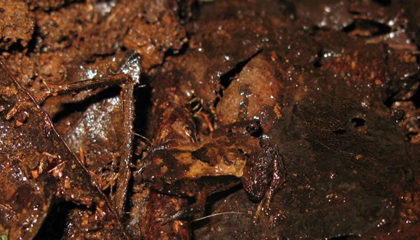 Animal Camouflage