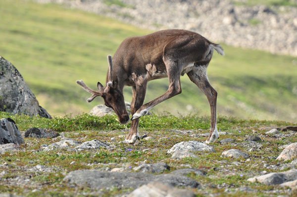 Ivitak Caribou (c) Parks Canada, D. Whitaker, Torngat Mounatins National Park