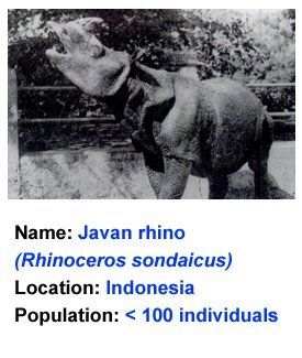 Javan_Rhino_facts