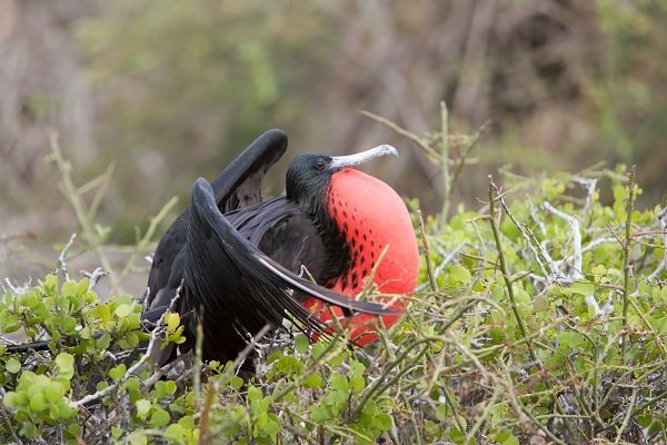Magnificent Frigatebird