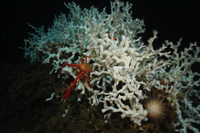 Lophelia Pertusa