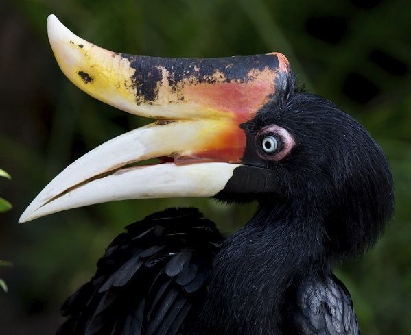 rhinocerous hornbill