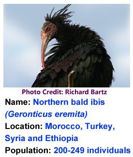 Northern_Bald_Ibis_Richard_Bartz