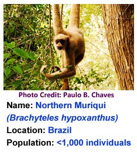 Northern_Muriqui_Paulo_B_Chaves