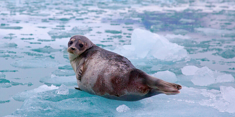Ringed Seal Ringed Seal