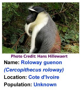Roloway_Guenon_Hans_Hillewaert