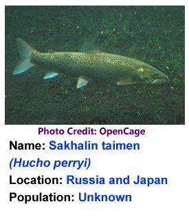 Sakhalin_taimen_OpenCage