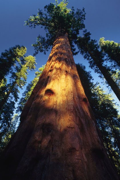 Sequoia_redwood_tree_california Sequoia redwood tree