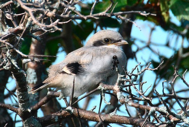 Shrike chick Shrike chick