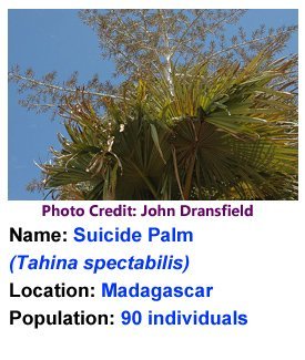 Suicide_palm_John Dransfield