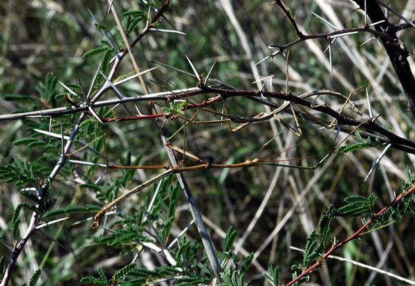 Animal Camouflage 10
