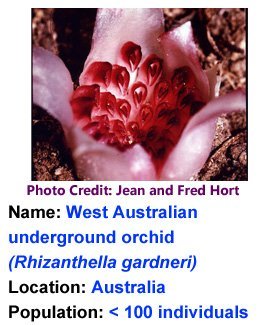 Western_Austrailian_Underground_Orchid_Jean_and_Fred_Hort