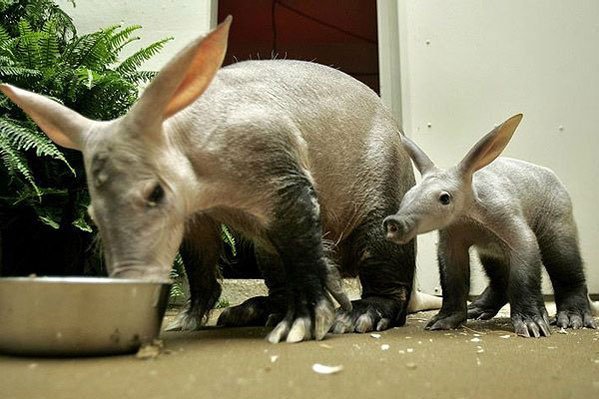 aardvarks_scotto_bear_north_beach_md_usa aardvark mom and baby