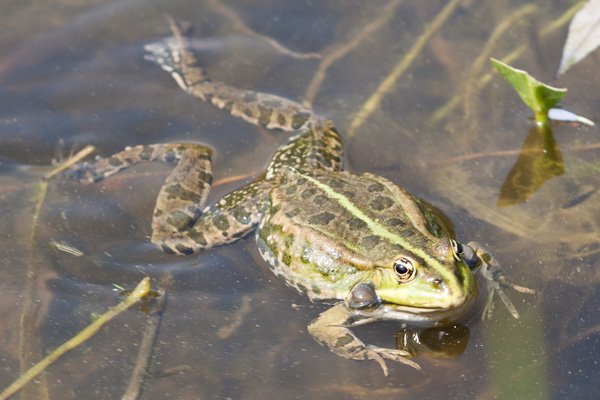 Adult frog Adult frog
