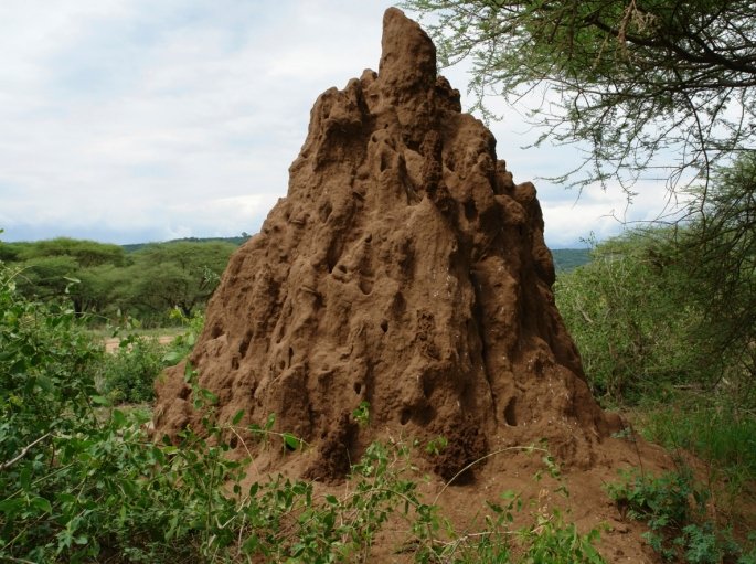 african_termite african termite mound