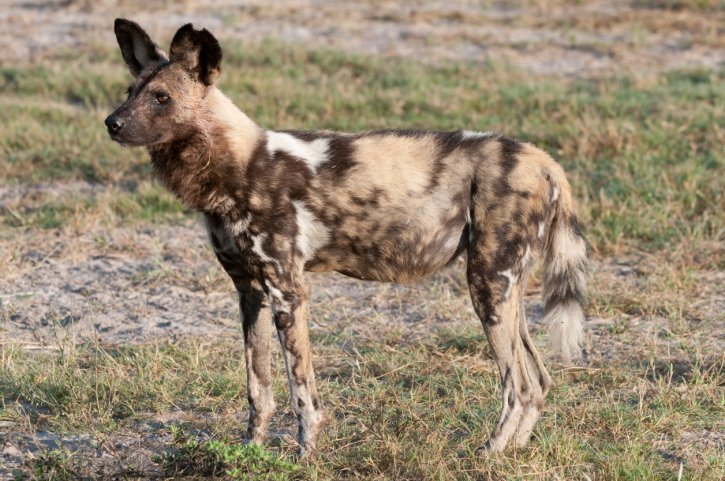 african wild dog african wild dog