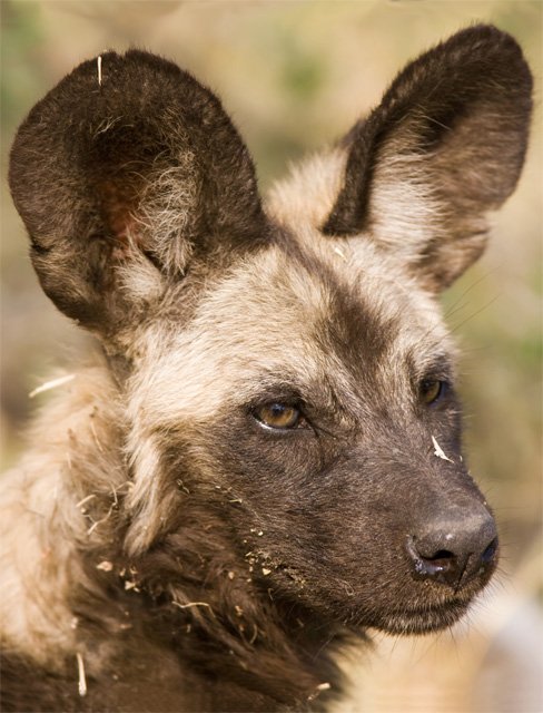 african wild dog close up african wild dog
