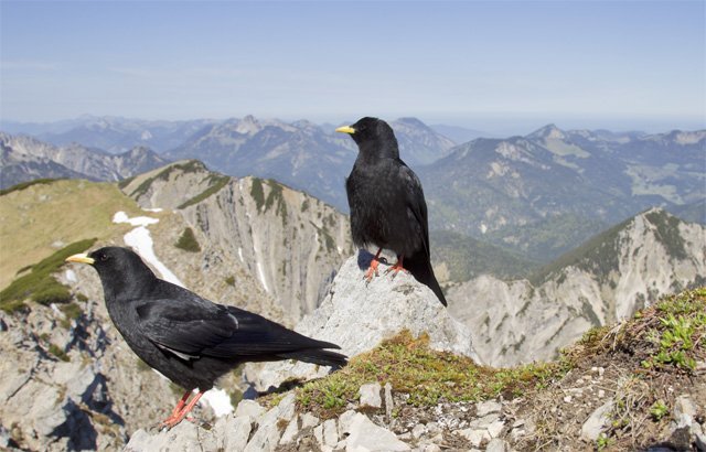 alpine_chough_s