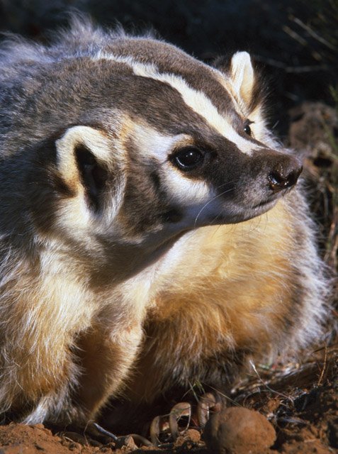 American badger American badger
