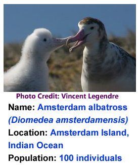 amsterdam_albatross_vincent_legendre