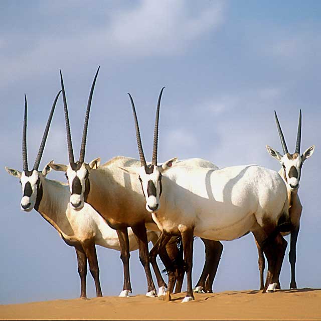 arabian_oryx_david_mallon arabian oryx
