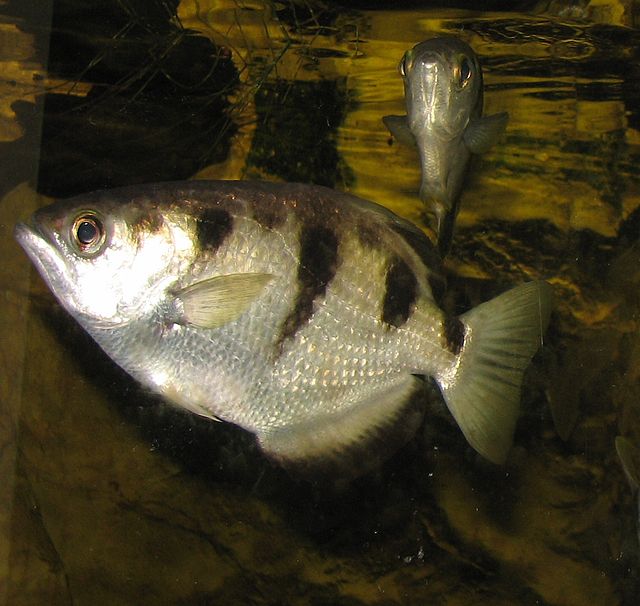 archerfish_photo_credit_trisha_hears archerfish